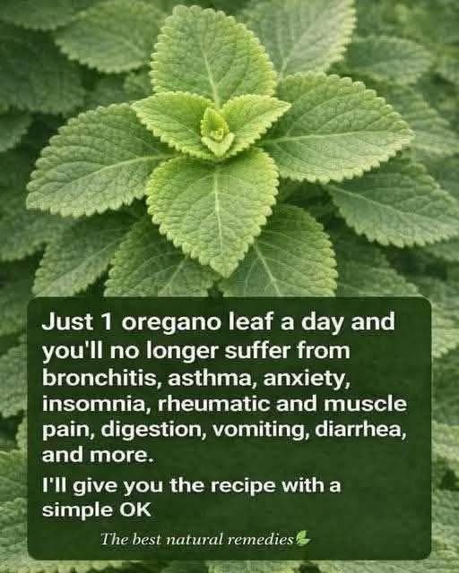 The Power of Oregano: Respiratory Comfort, Digestive Support, and Social Media Engagement