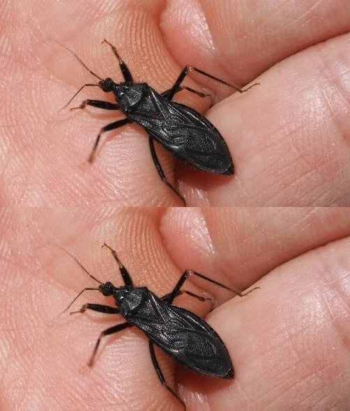“He Was Just Bitten By This Bug In Our Home!” – What is a Masked Hunter and Is It Dangerous?