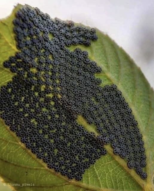 Why You Should Never Touch These Strange “Black Stars” on Your Leaves
