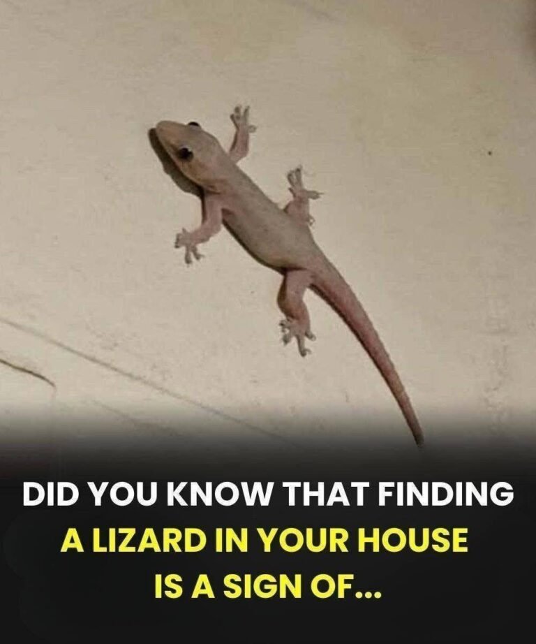 What Finding a Lizard in Your House Actually Means (It’s Not What You Think)