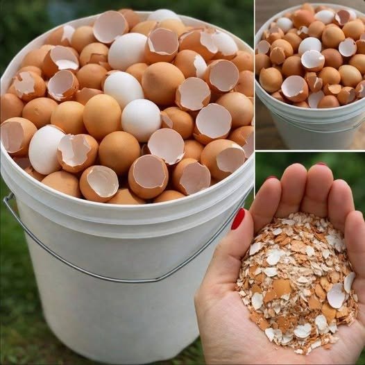 Stop Throwing Them Away: Boil Your Eggshells and Say Goodbye to This Common Household Problem!