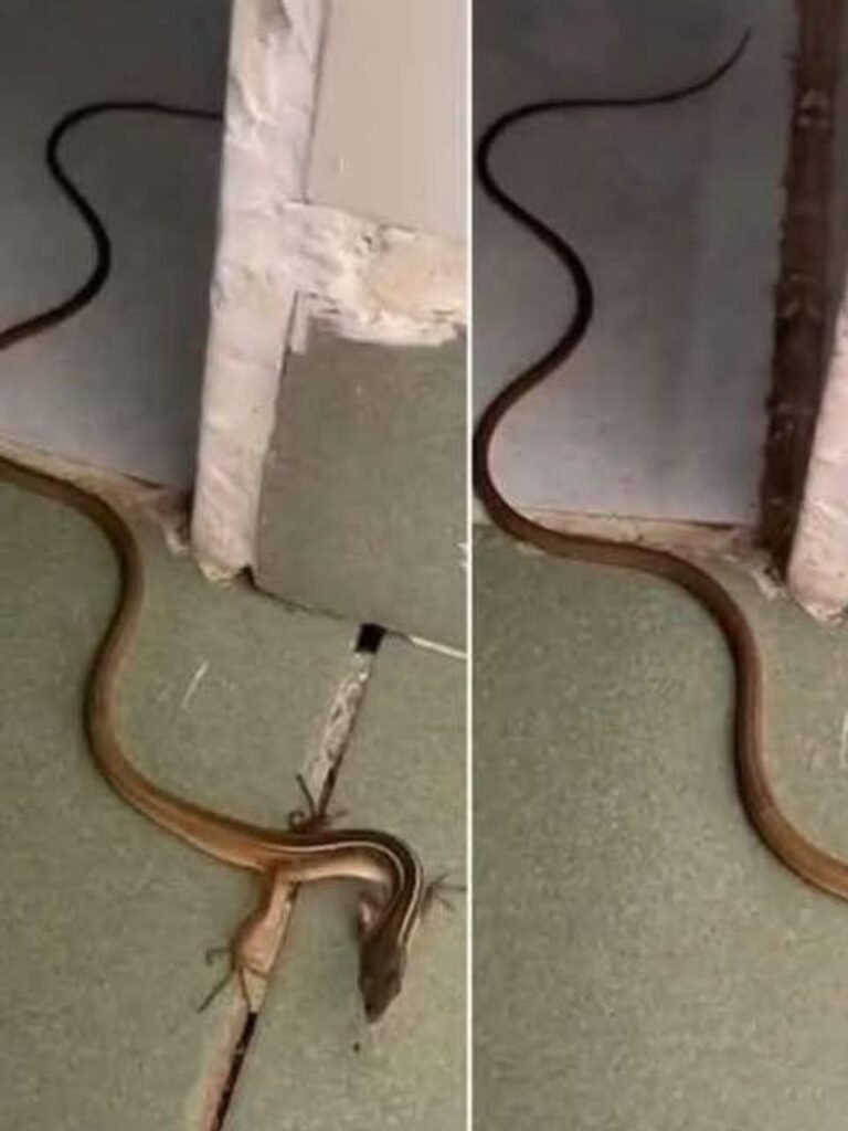 When This “Snake” Enters Your House, It Means You Have This Secret Household Visitor!