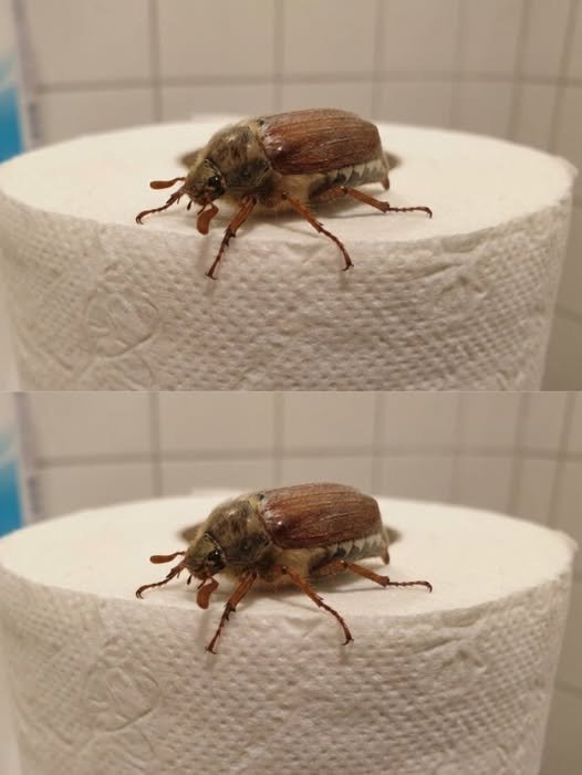 My Daughter Found This Bug in the Bathroom, and Now I Can’t Stop Thinking About It