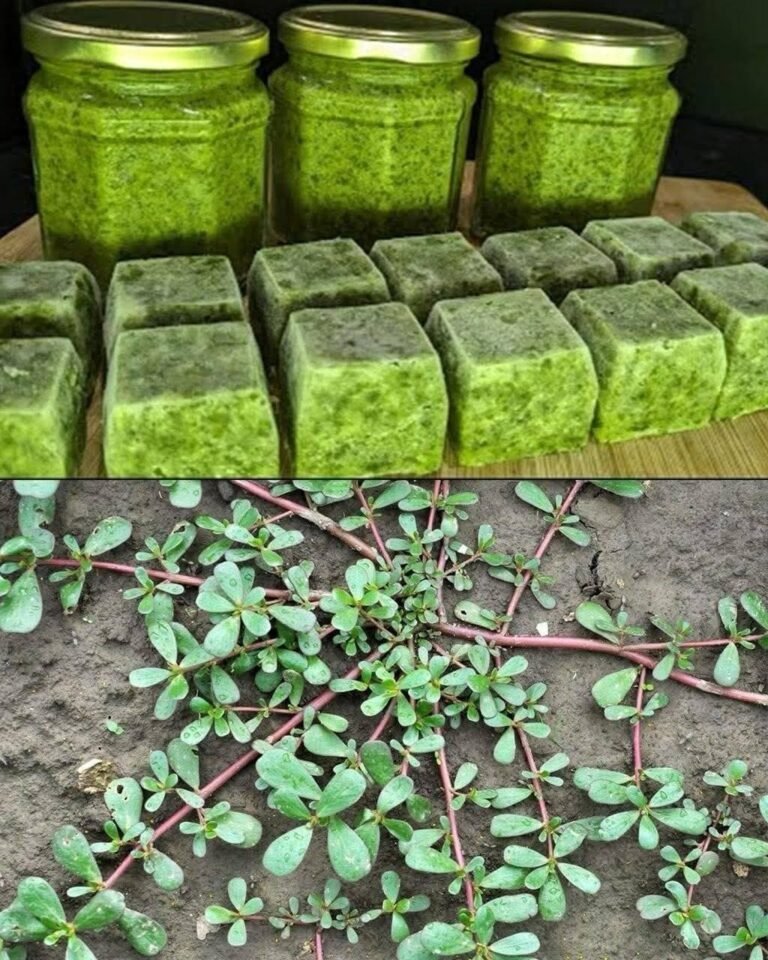 The “Gold Mine” Under Your Feet: Why You Should Never Step on This Common Backyard Weed