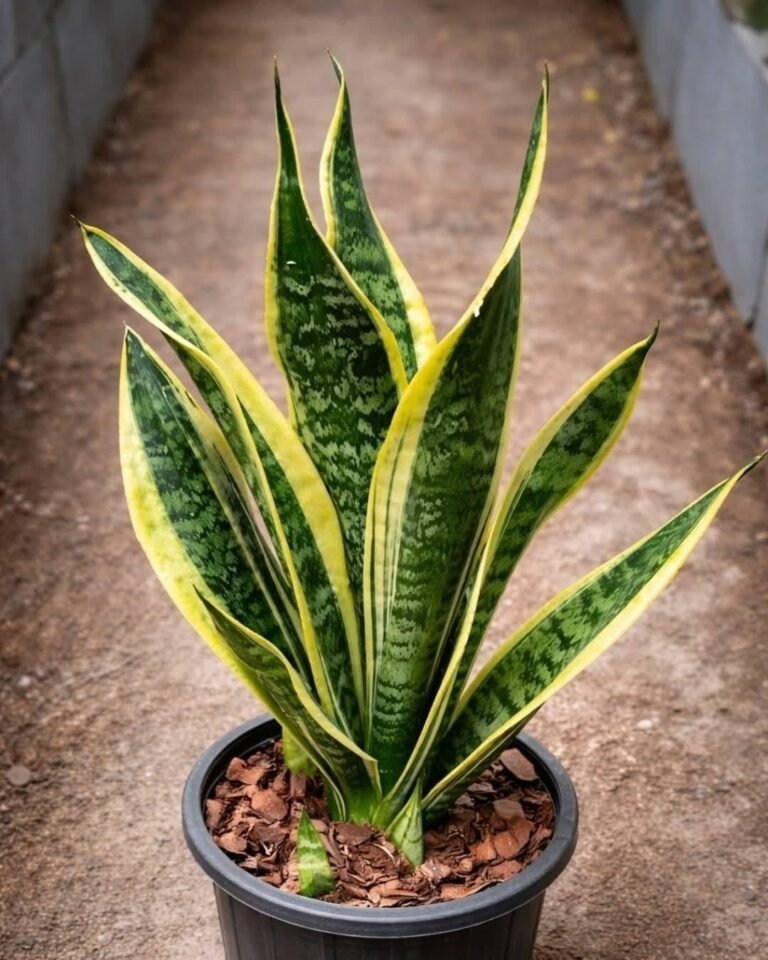 The Green Roommate: What Having a Snake Plant in Your Home Really Means