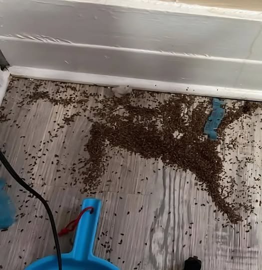 Found a Mysterious Pile of Tiny Brown Seeds on Your Floor? Here is the Relieving Truth
