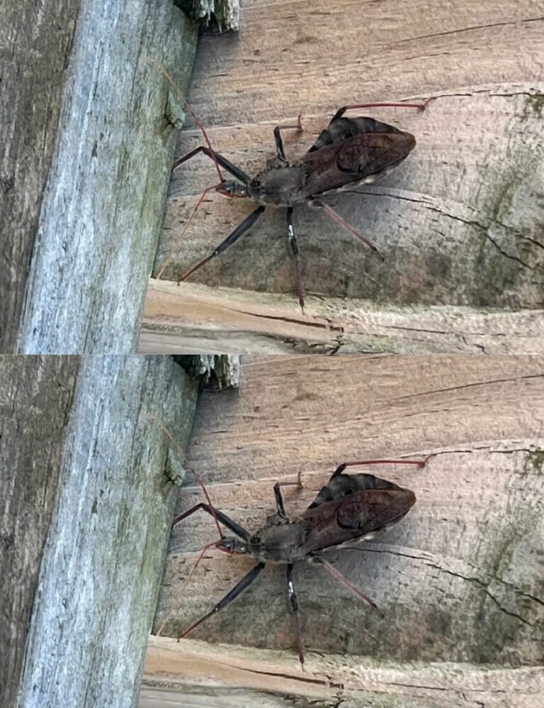 Bitten by a Wheel Bug? Don’t Panic, Here is Exactly What to Do First