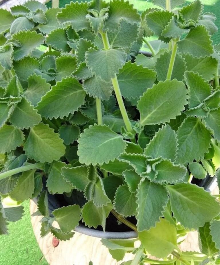 One Leaf, Multiple Benefits: The Surprising Health Potential of Cuban Oregano