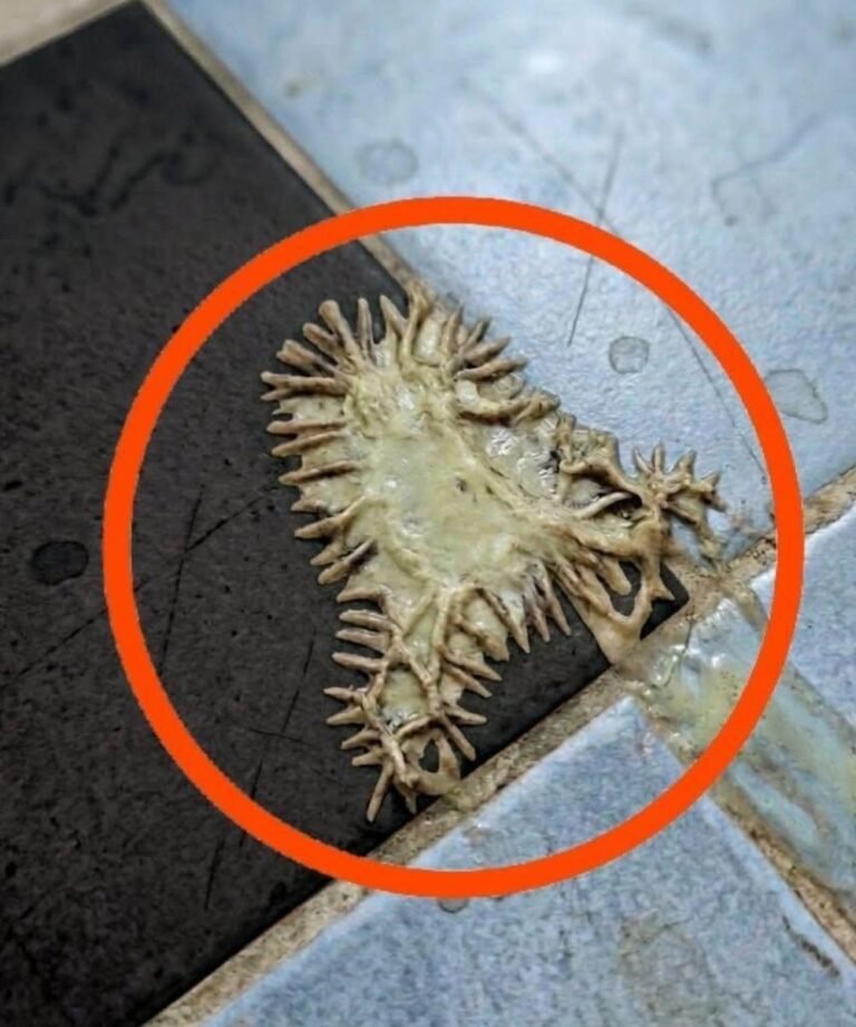 The Mystery of the Spiky Flat Organism Found on the Bathroom Floor