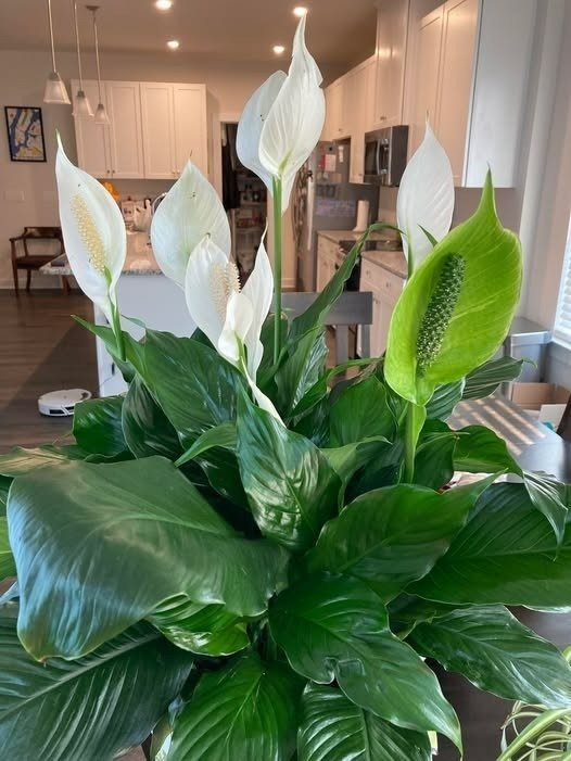 Bringing Your Peace Lily Back to Life: The Secrets to Constant Blooms