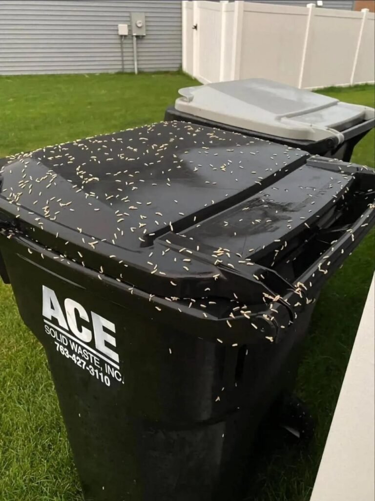 😱 OMG! What Are These? The Shocking Truth Behind the “Moving Rice” on Your Trash Can