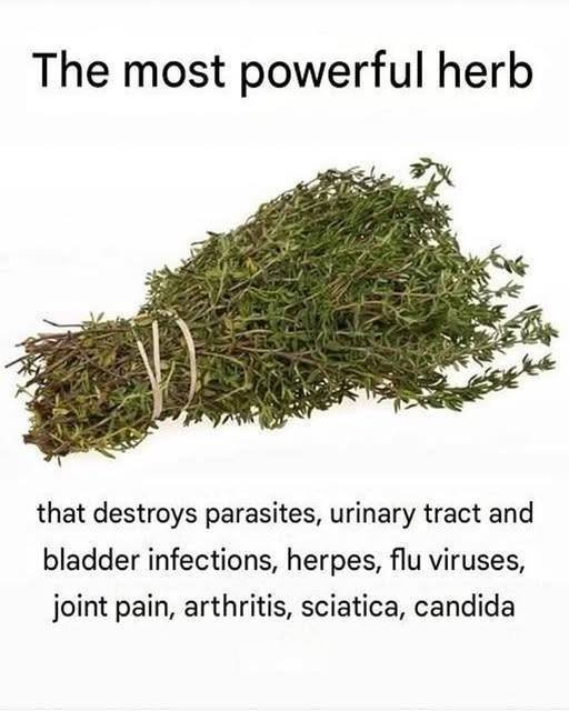 The Plant-Based Antibiotic: The Real Science Behind Thyme and Viral Health Claims