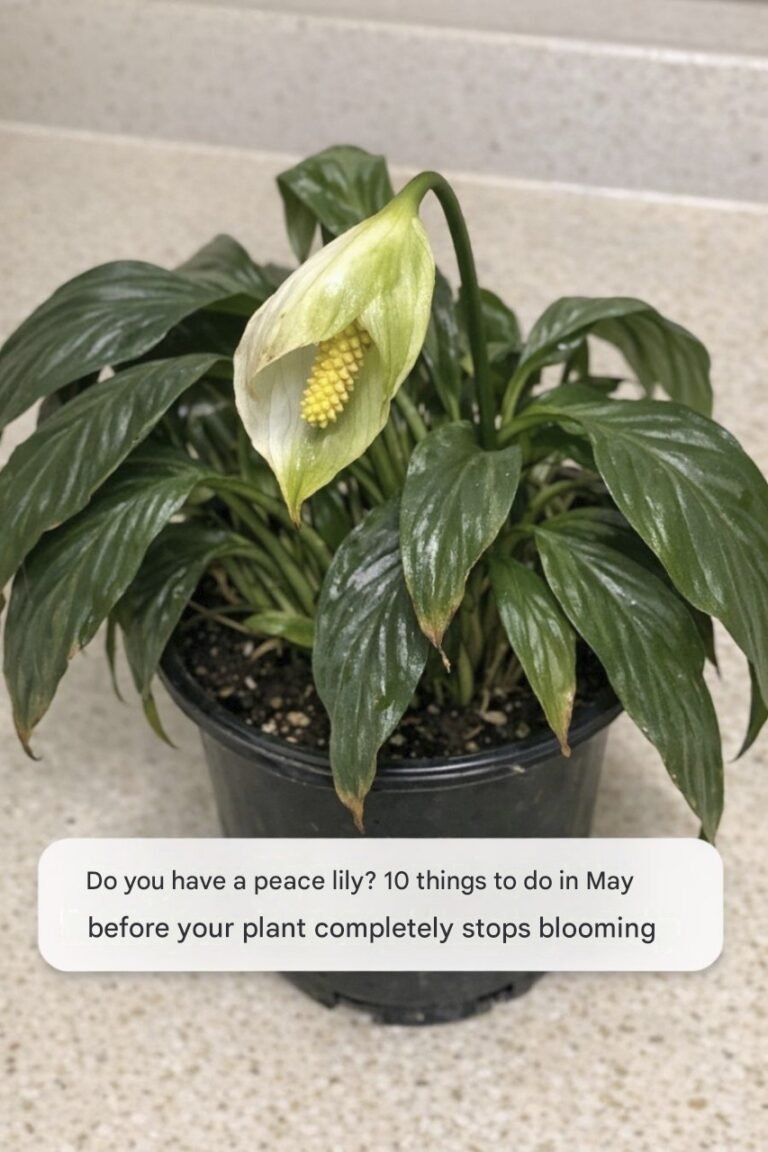 🌿 Do You Have a Peace Lily? 10 Things to Do in May Before Your Plant Completely Stops Blooming