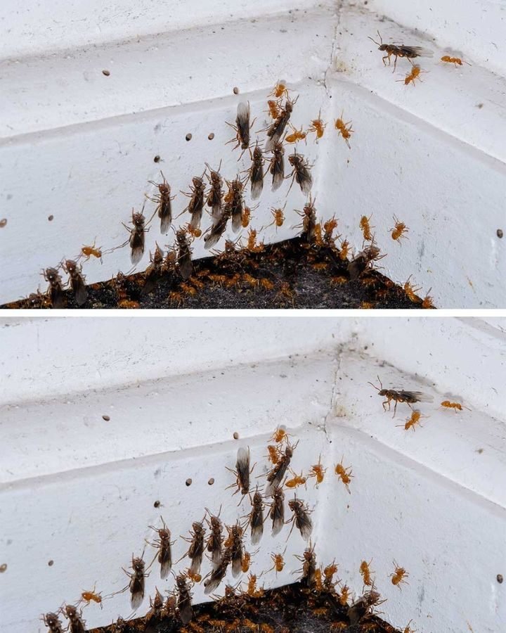 Flying Ants in the House: Short-Term Fixes and Long-Term Eradication