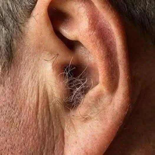 DID YOU KNOW? If hair grows on your ears, it’s because your body is