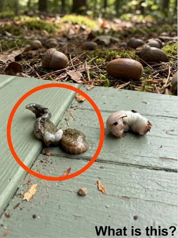 What Is That Strange Organism on Your Balcony?
