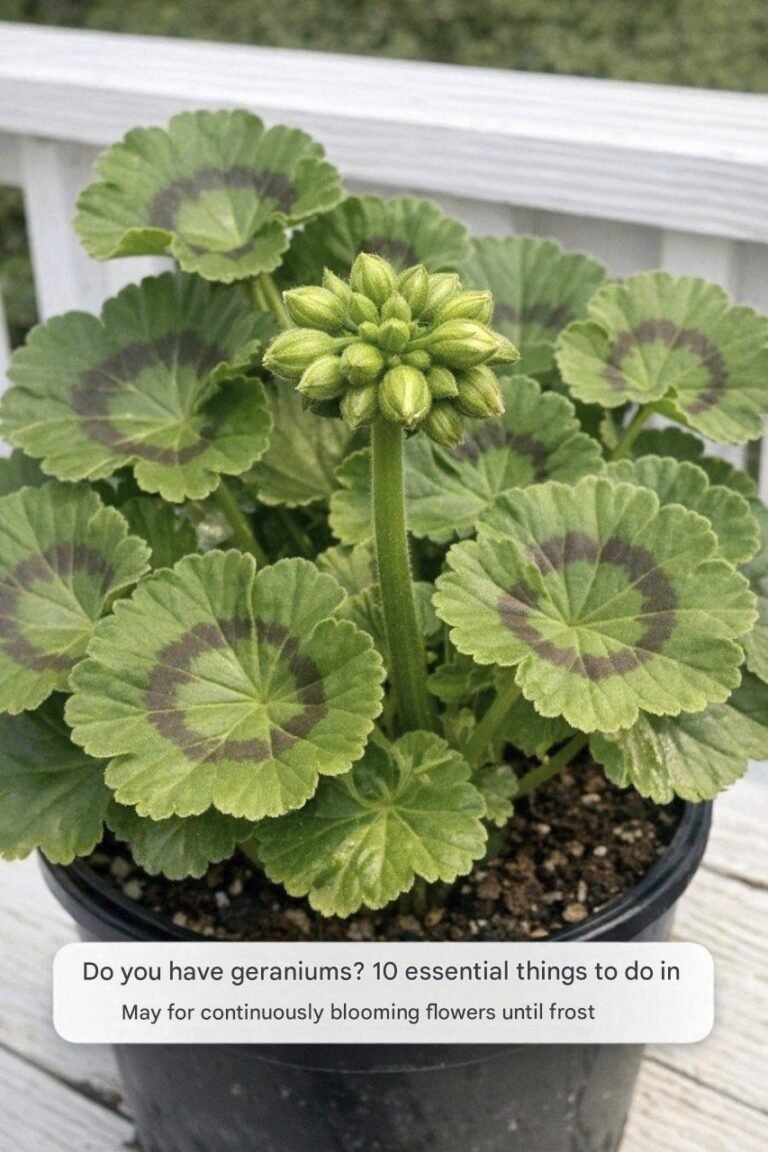 Do you have geraniums? 10 essential things you need to do in May to get uninterrupted vibrant flowering until frost.