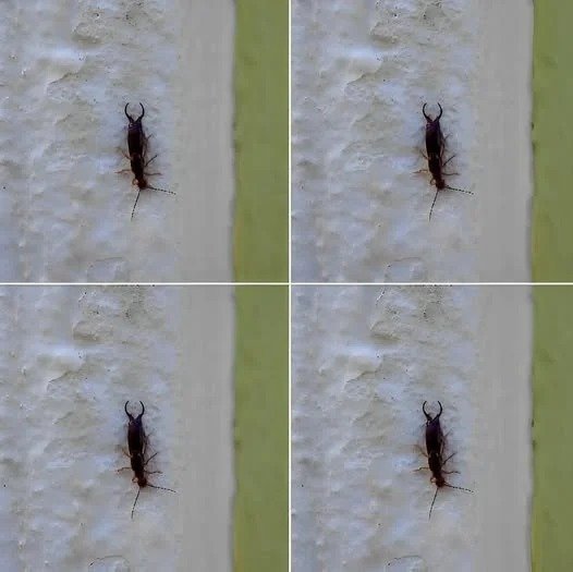 The Truth About Earwigs: What Finding This Bug in Your Home Really Means