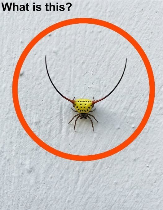 What Is This? The Mystery of the Long-Horned Orb-Weaver Explained