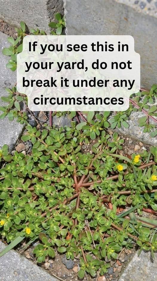 8 Reasons to Leave Purslane Growing — The “Weed” That’s Actually a Superfood!