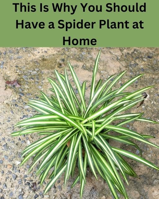 Why You Should Have a Spider Plant at Home