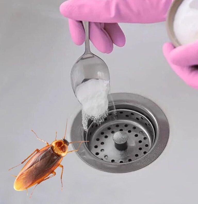 The most effective way to get rid of cockroaches in your home: they always come up through the pipes, but with this trick, it only takes a few seconds and they’ll never come back