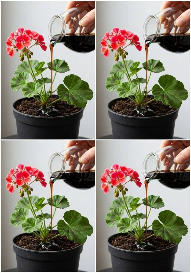 Do this and your geraniums will be able to bloom almost continuously for over a year.