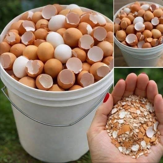 Don’t Toss Those Eggshells: 17 Ways to Reuse Them Your Plants Drains and Skin Will Thank You