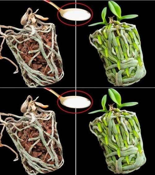Just a spoon and the dried orchid fills the pot with new, green roots