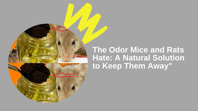 The Odor Mice and Rats Hate: A Natural Solution to Keep Them Away”