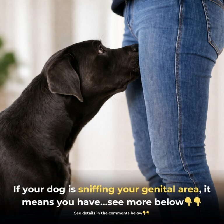 Why Dogs Sniff Your Crotch: The Surprising Science Behind This Embarrassing Habit 🐕
