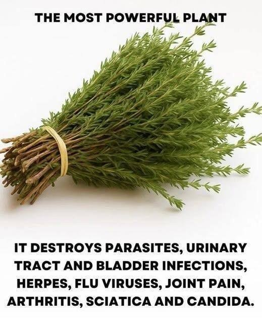 Nature’s Powerhouse: The Real Health Benefits of Thyme for Immunity and Wellness 🌿✨