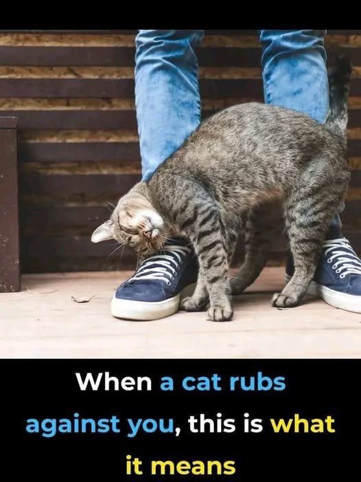 When a Cat Rubs Against You — This Is What It Really Means (Spoiler: You’re Loved & Claimed!) 🐾❤️