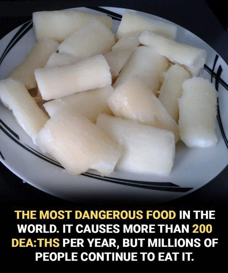 Cassava and Cyanide: The Essential Truth About Safe Preparation