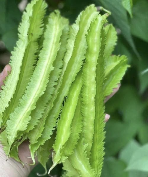 Doctors Reveal That Eating Winged Bean Causes… A Massive Boost to Your Daily Nutrition!