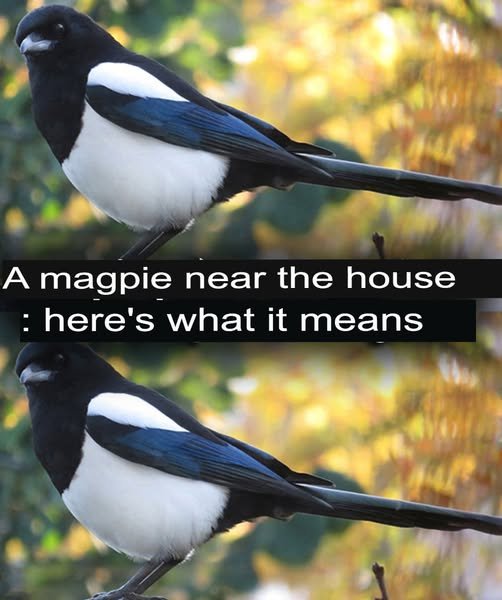 A Magpie Near Your House? Here Is What It REALLY Means Spiritually…