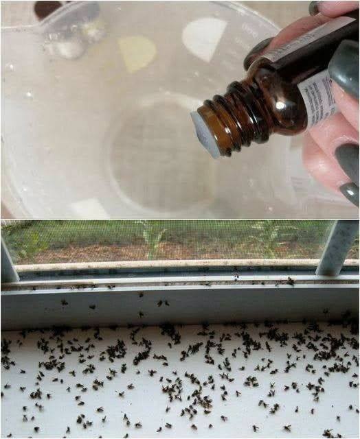 A Few Drops and Not a Single Fly in the House Anymore: After Two Months of Struggle, They Disappeared in 1 Minute