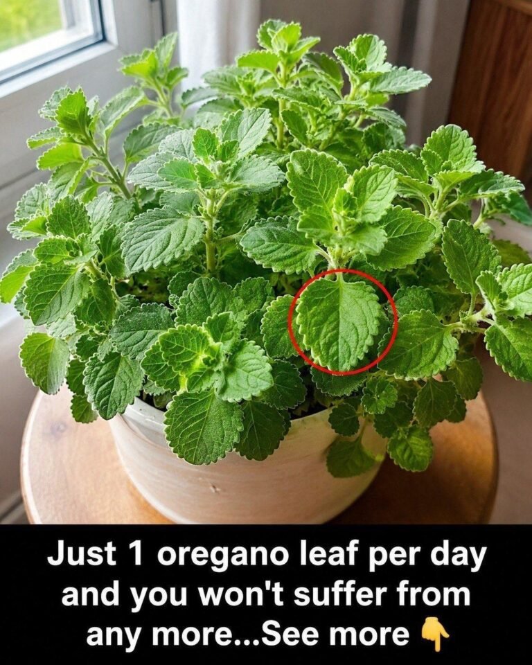 Just 1 oregano leaf per day and you won’t suffer from any more