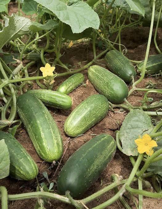 Doctors reveal that eating cucumbers causes