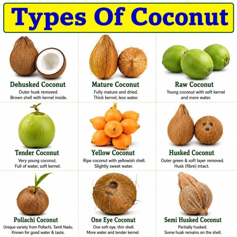 type of coconut 