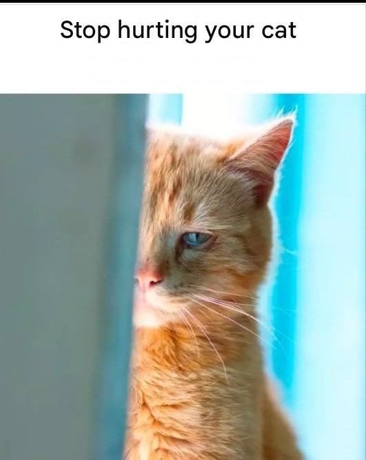 16 Things That Harm Your Cat Emotionally