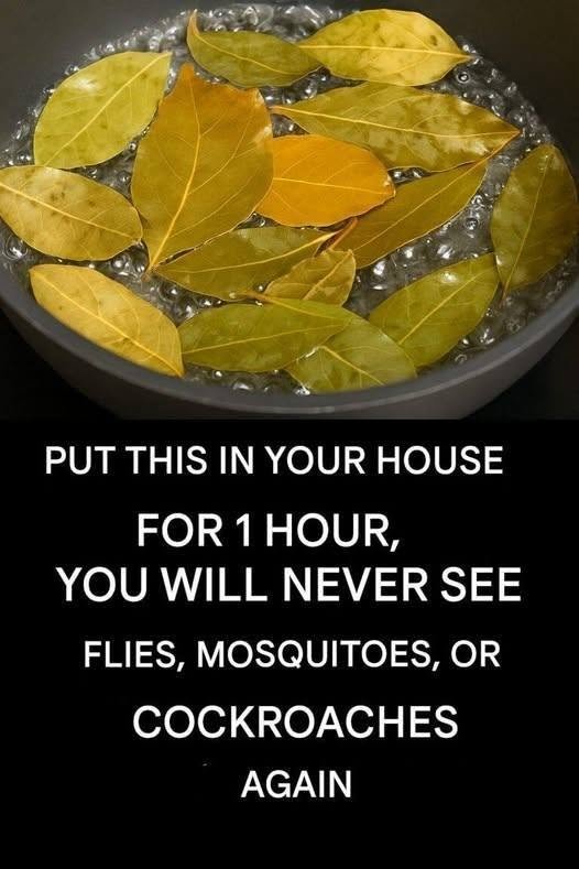 Simple Bay Leaf Trick Can Help Keep Insects Out of Your Home