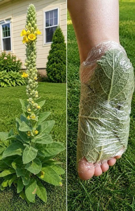 This Tall Wild Plant Grows in Thousands of Yards — Here’s Why People Have Valued It for Generations