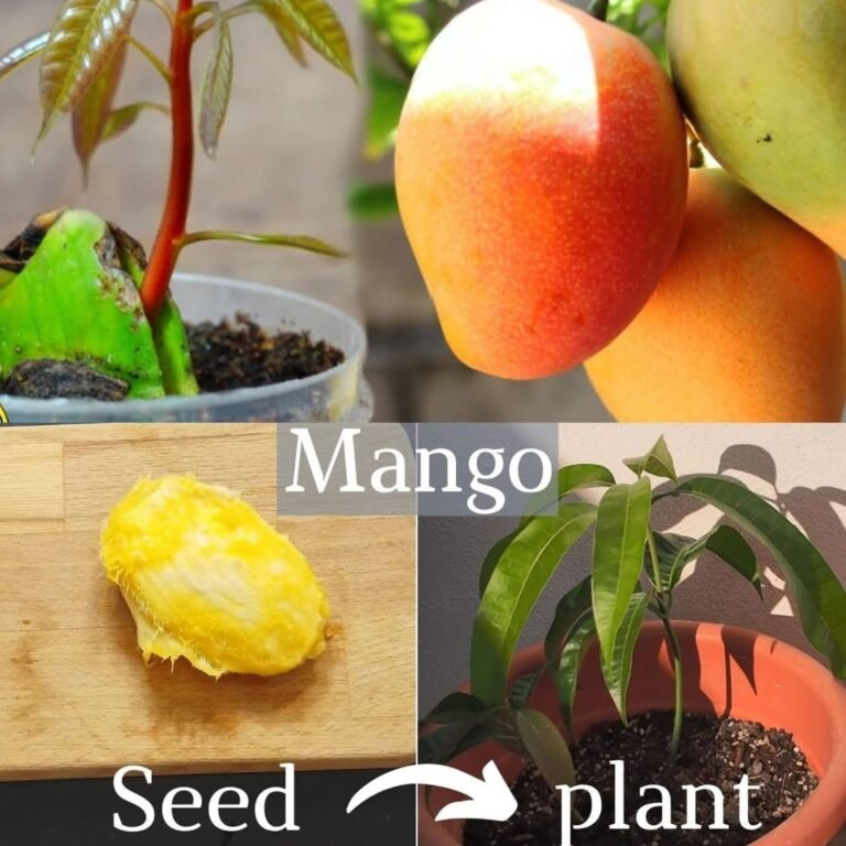 How to grow mango from seed