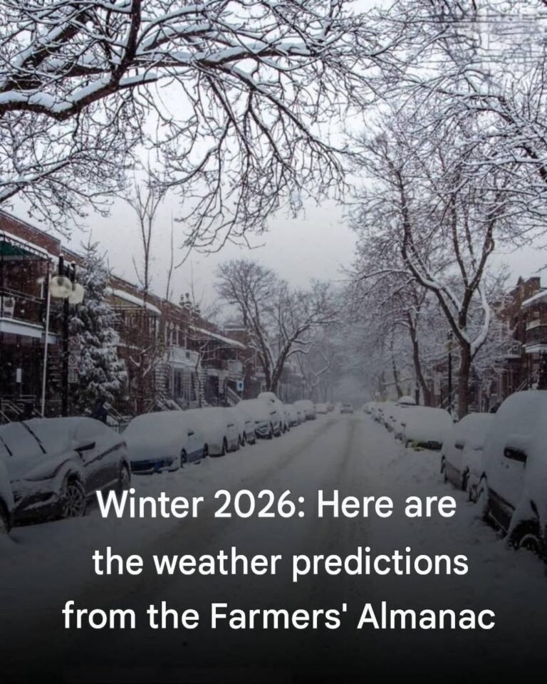 Cold winter or mild winter? 🧐Find out the details at the link in the comments.