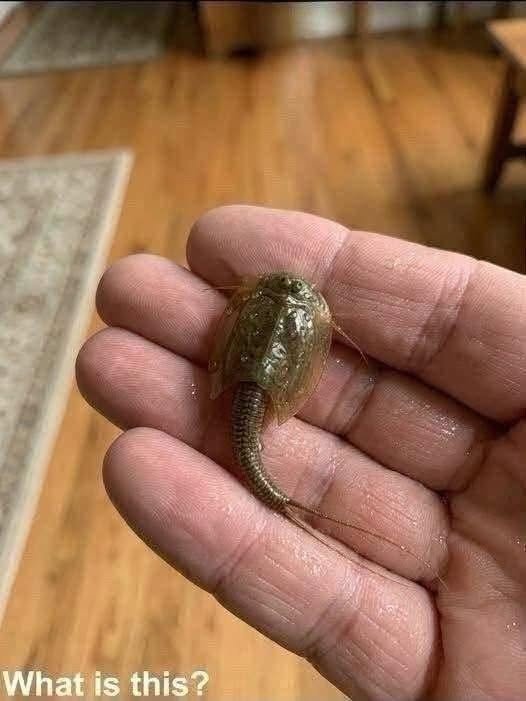 I Found a Strange Creature Crawling Through a Rain-Filled Ditch After a Storm—Its Prehistoric Appearance Left Me Stunned Until I Learned What It Really Was