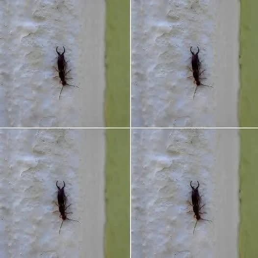 If You Find This Insect in Your Home, Here’s What It Could Mean