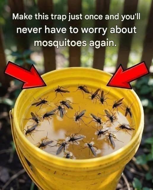 Set up this trap just once and you’ll never have to worry about mosquitoes again!