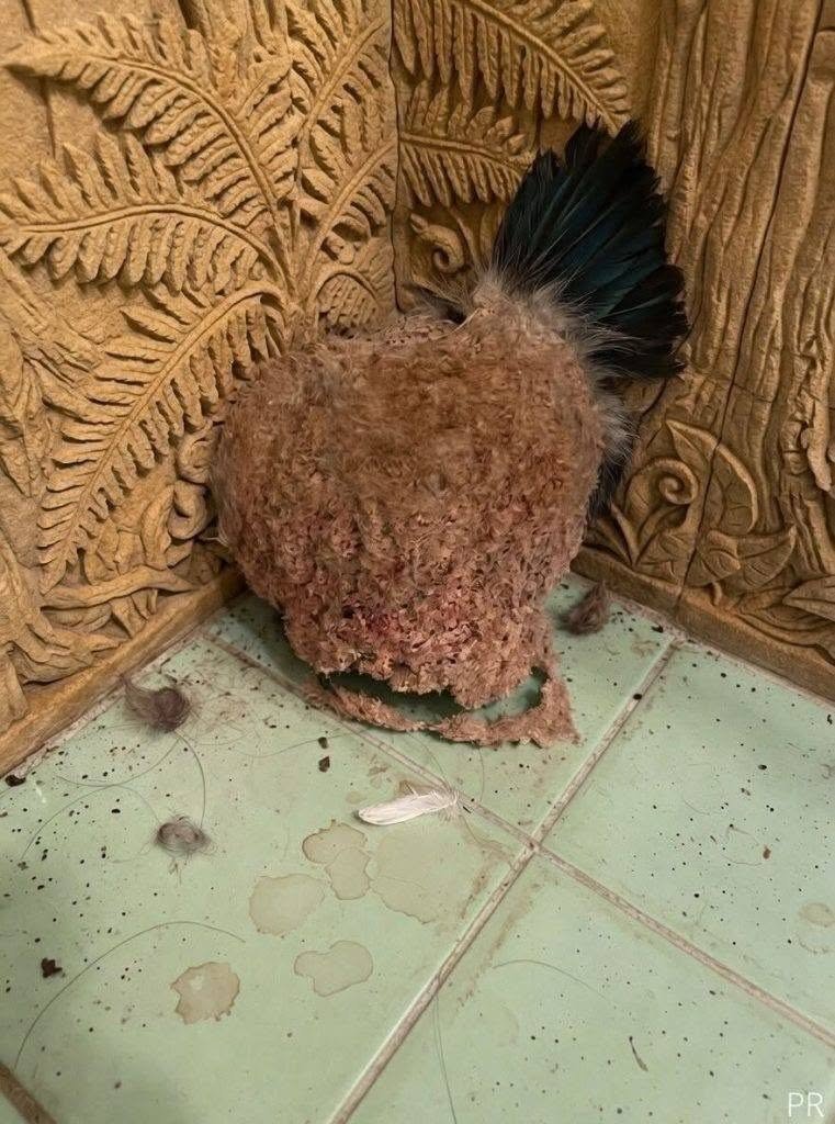 We went on vacation for a week. When we came back, we discovered this in the bathroom. It’s the first time in my life I’ve ever seen something like this, and I honestly have absolutely no idea what it is. Does anyone know what this could be? Check the first comment for the answer