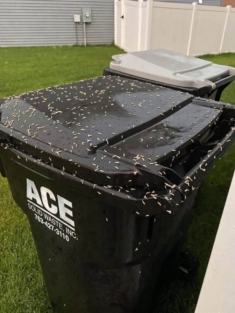 How to Stop Maggots From Taking Over Your Trash Bin